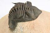 Detailed Metacanthina Trilobite - Lghaft, Morocco #252525-1